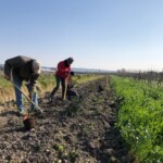 Plantation haie - Vignoble Simian