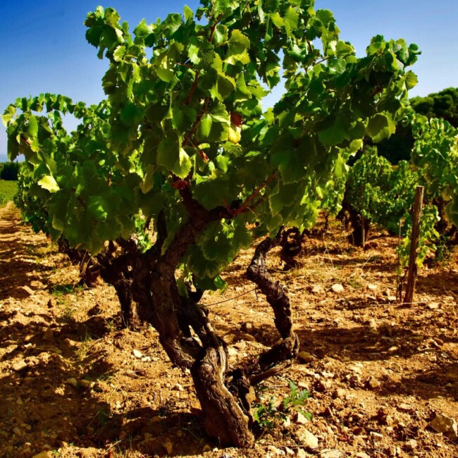 Domaine viticole certifié bio