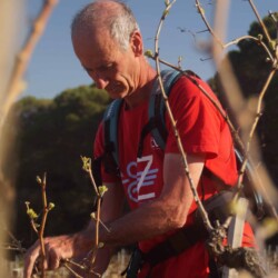 Jean-Pierre Serguier en train de tailler la vigne