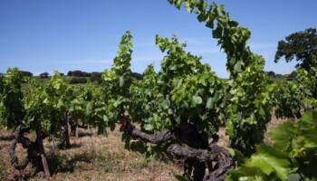 AOC Châteauneuf-du-Pape Vignoble Simian