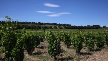 Parcelle de Châteauneuf-du-Pape du Vignoble Simian