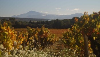 Vignes Côtes du Rhône Villages Massif d'Uchaux