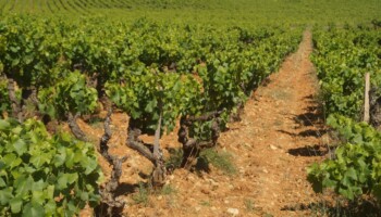 Parcelle de Côtes du Rhône Villages Massif d'Uchaux