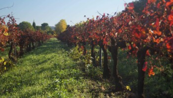 Vin bio d'exception Vignoble Simian (Vaucluse)