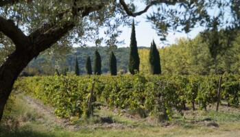 Vin bio domaine viticole du Vignoble Simian