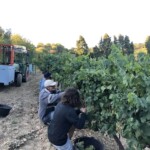 Vendanges 2020 - Vignoble Simian