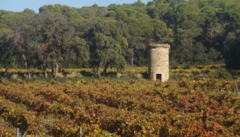 AOP Côtes du Rhône Vignoble Simian