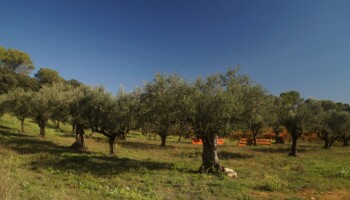 Parcelles de Côtes du Rhône Combe des Avaux
